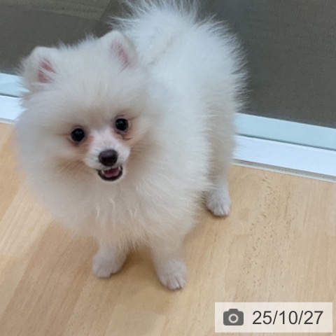 ポメラニアンの写真