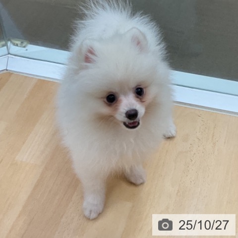 ポメラニアンの写真
