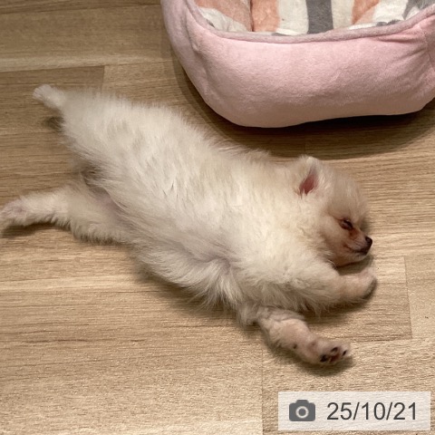 ポメラニアンの写真