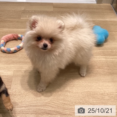 ポメラニアンの写真