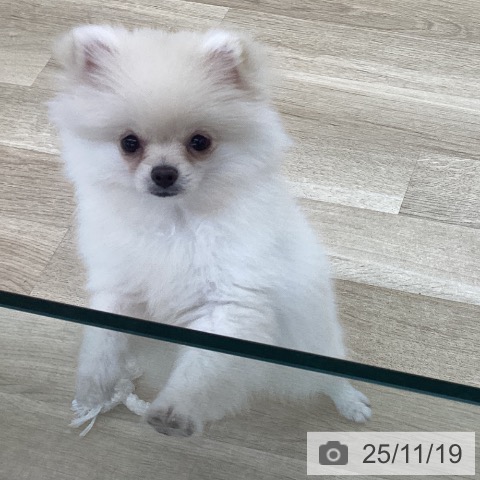 愛知県のポメラニアン (ペットプラス 千音寺店/2025年8月17日生まれ/女の子/クリーム)の子犬の4枚目の画像