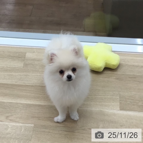 愛知県のポメラニアン (ペットプラス 千音寺店/2025年8月17日生まれ/女の子/クリーム)の子犬の3枚目の画像