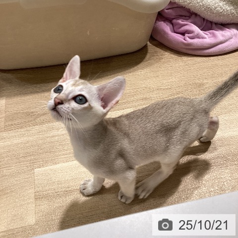 シンガプーラの写真