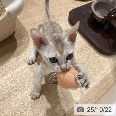 シンガプーラの写真