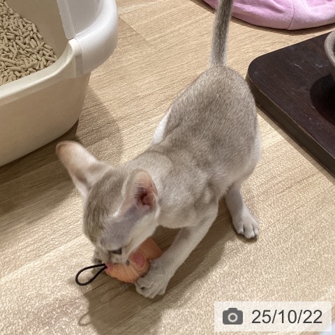 シンガプーラの写真