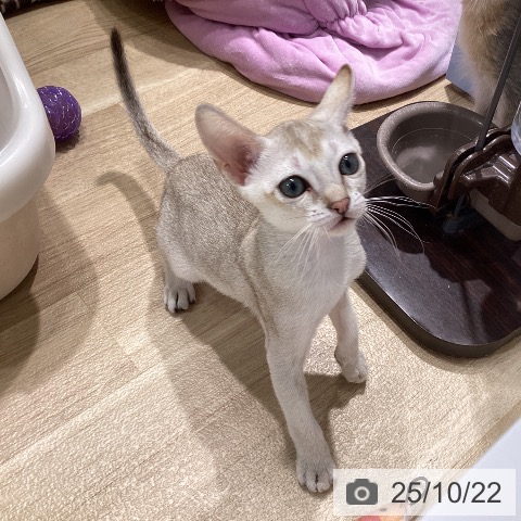 シンガプーラの写真
