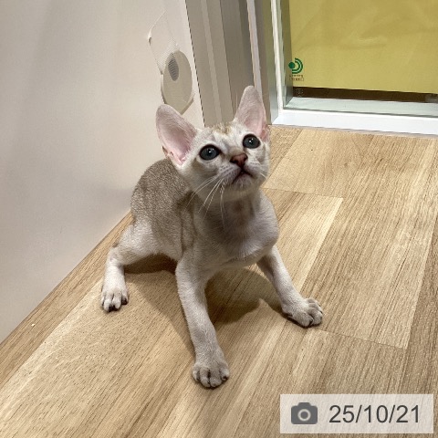 シンガプーラの写真