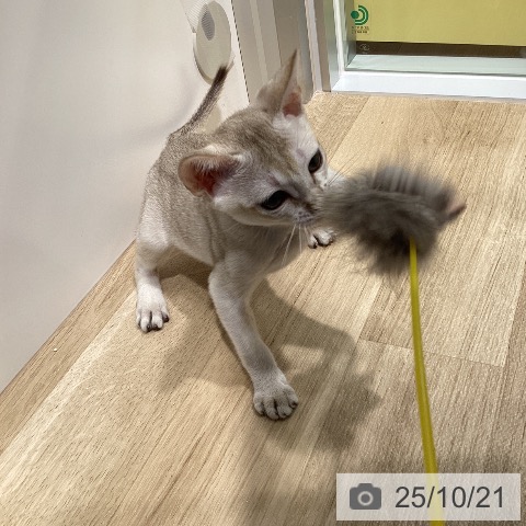 シンガプーラの写真