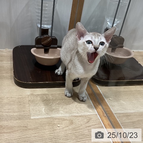 シンガプーラの写真