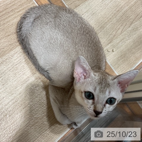 シンガプーラの写真