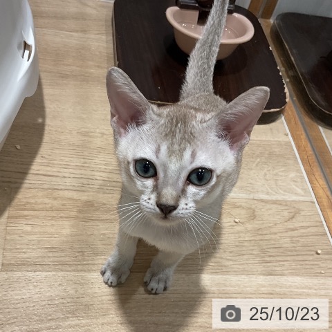 シンガプーラの写真