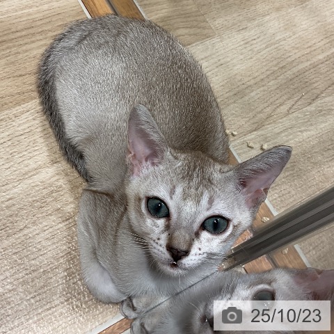 シンガプーラの写真