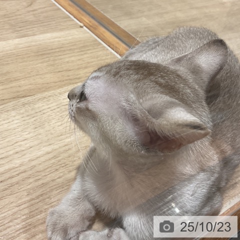 シンガプーラの写真