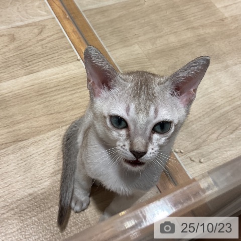 シンガプーラの写真
