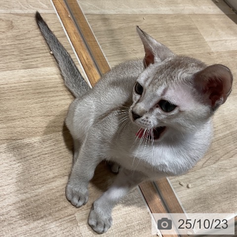 シンガプーラの写真