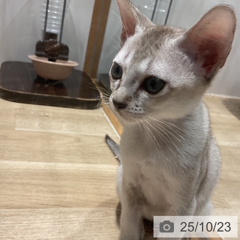 シンガプーラの写真