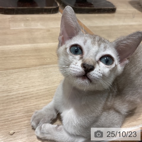 シンガプーラの写真