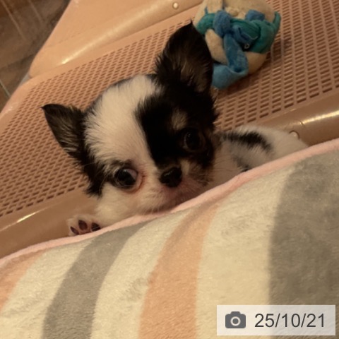 チワワの写真