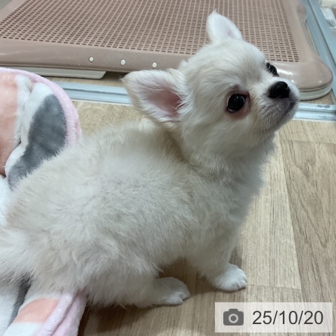 チワワの写真
