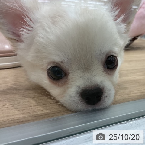 チワワの写真