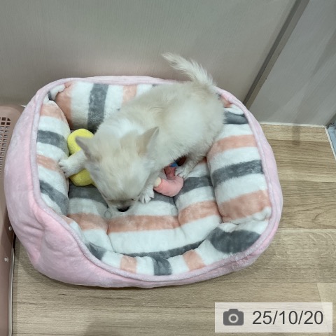 チワワの写真