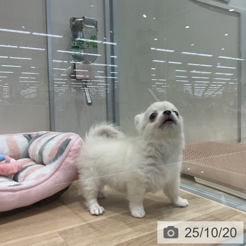 チワワの写真