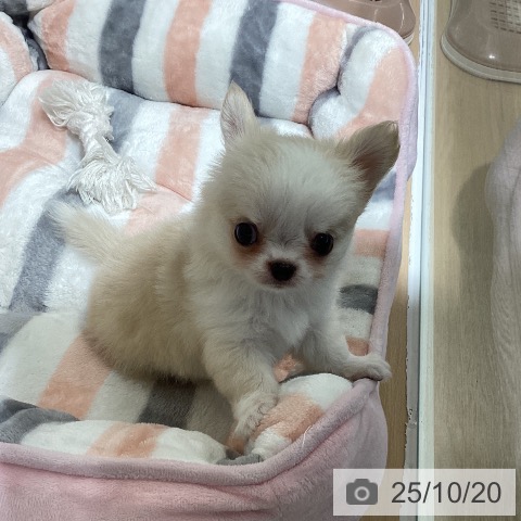 チワワの写真