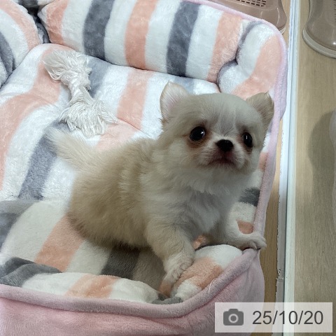 チワワの写真