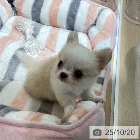 チワワの写真