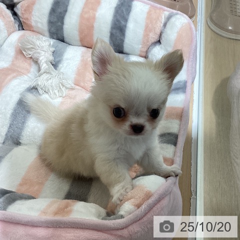 チワワの写真
