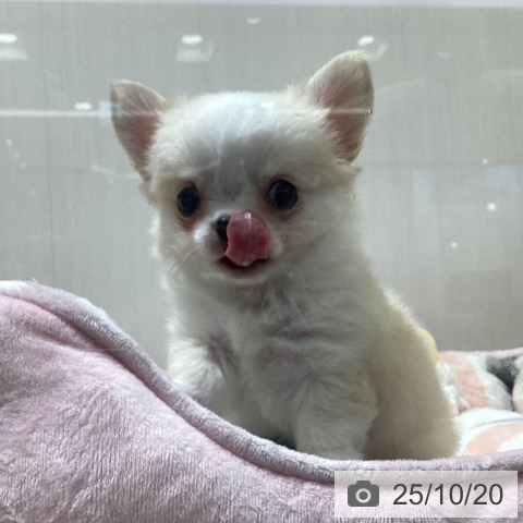 チワワの写真