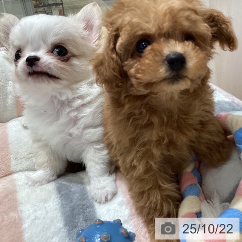 愛知県のチワワ(ロング) (ペットプラス 千音寺店/2025年8月21日生まれ/男の子/クリームホワイト)の子犬の3枚目の画像