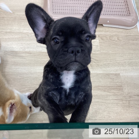 フレンチ・ブルドッグの写真