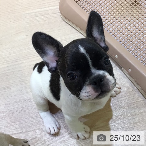 フレンチ・ブルドッグの写真