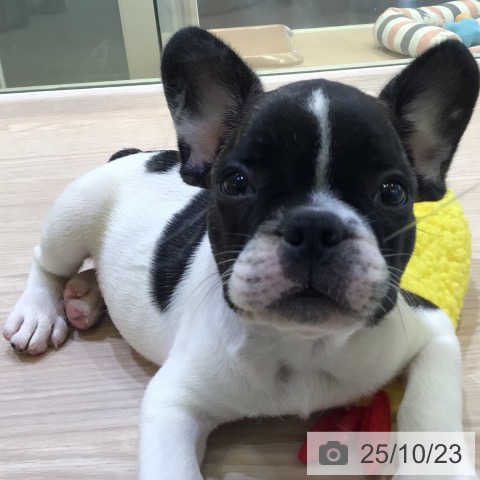 フレンチ・ブルドッグの写真