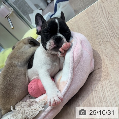 フレンチ・ブルドッグの写真