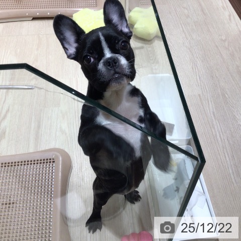 フレンチ・ブルドッグの写真