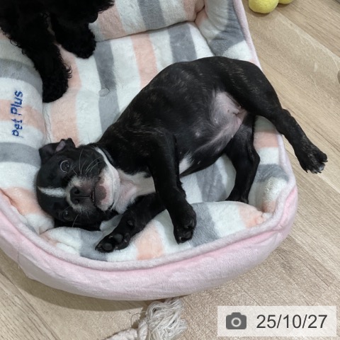 フレンチ・ブルドッグの写真