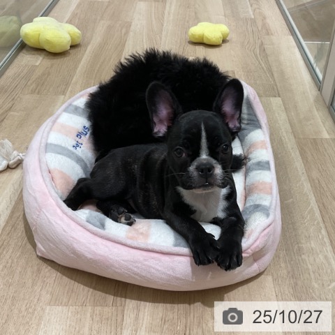 フレンチ・ブルドッグの写真