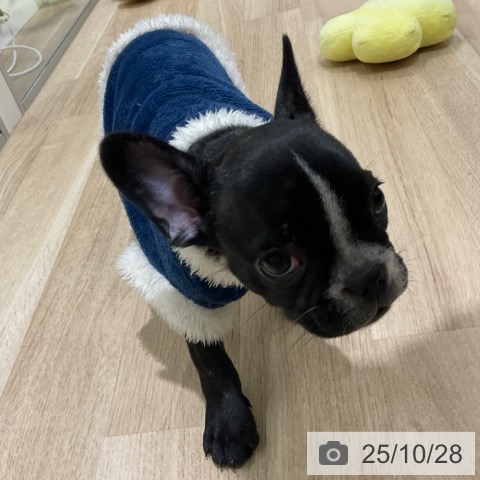 フレンチ・ブルドッグの写真