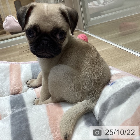 パグの写真