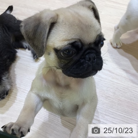 パグの写真