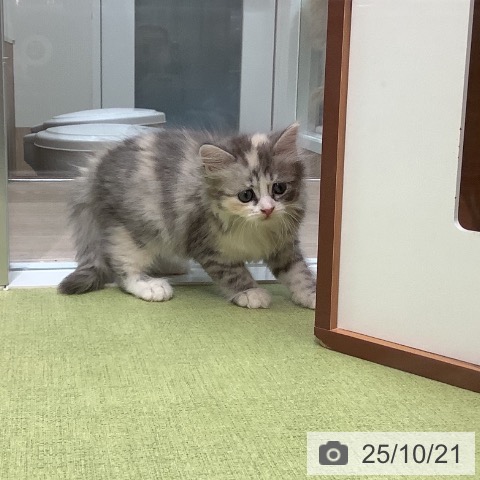 サイベリアンの写真