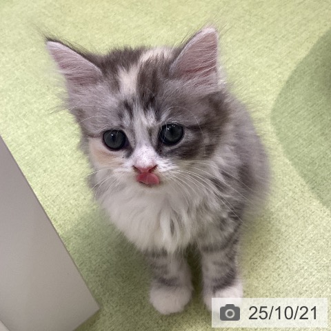 サイベリアンの写真