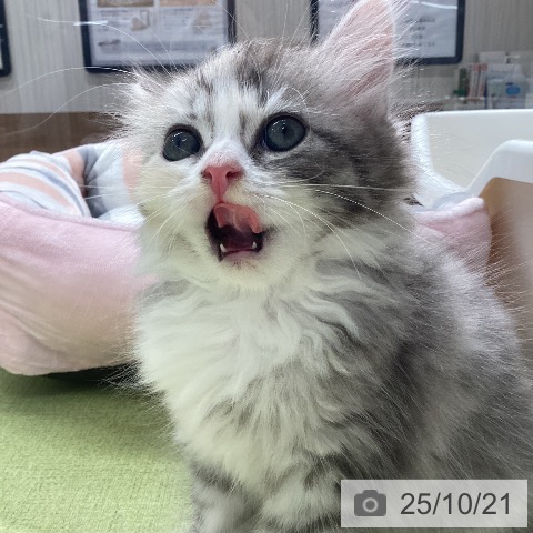 サイベリアンの写真