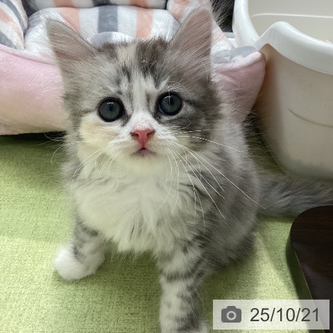 サイベリアンの写真
