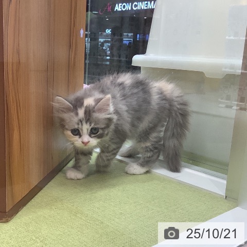 サイベリアンの写真