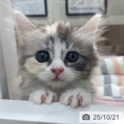 サイベリアンの写真