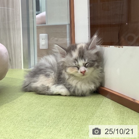 サイベリアンの写真