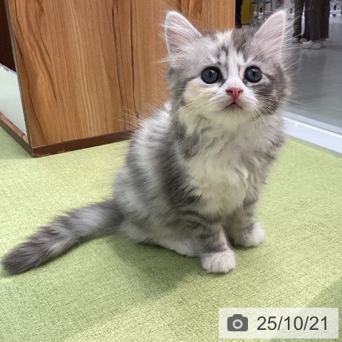 サイベリアンの写真